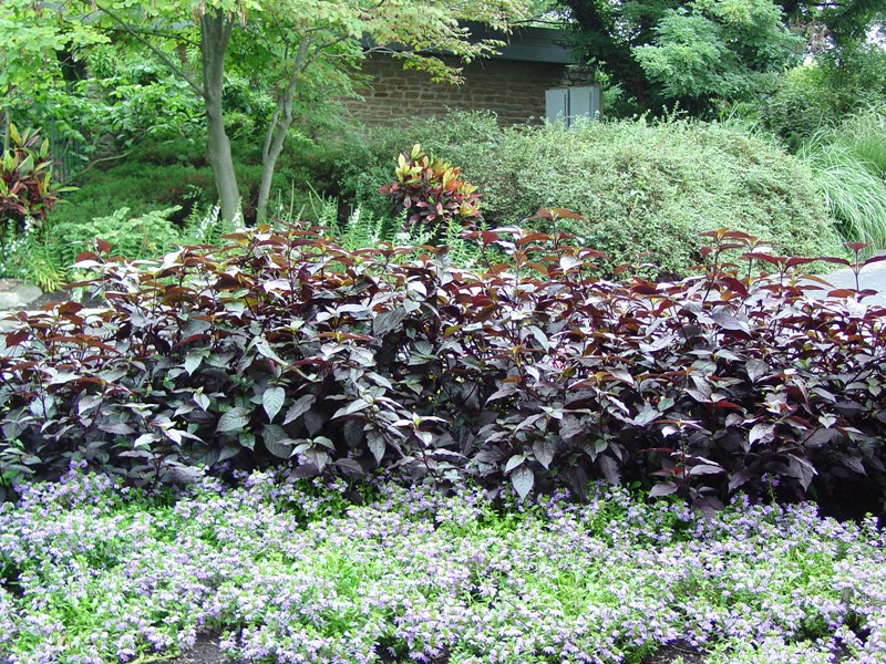 Picture of Alternanthera dentata 'Purple Knight' Purple Knight Alternanthera