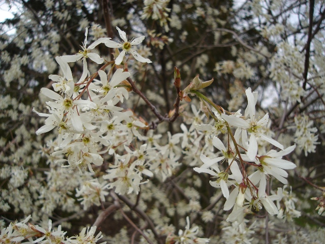 Picture of Amelanchier x grandiflora 'Autumn Brilliance' Autumn Brilliance Serviceberry