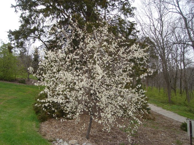 Picture of Amelanchier x grandiflora 'Autumn Brilliance' Autumn Brilliance Serviceberry