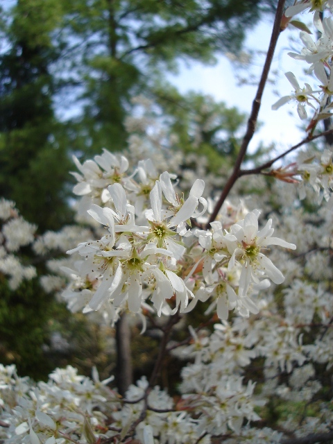 Picture of Amelanchier laevis 'Cumulus' Cumulus Serviceberry