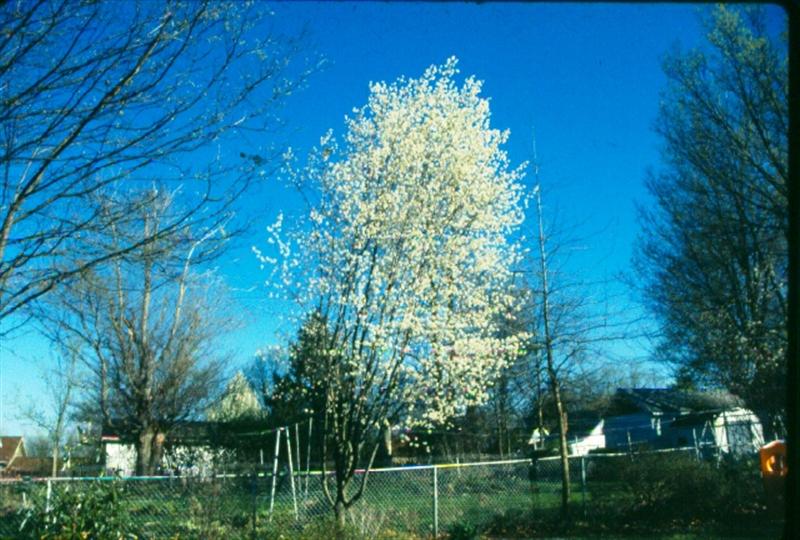 Picture of Amelanchier%20laevis%20'Cumulus'%20Cumulus%20Serviceberry