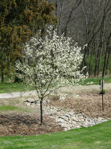 Picture of Amelanchier x grandiflora 'Autumn Brilliance' Autumn Brilliance Serviceberry