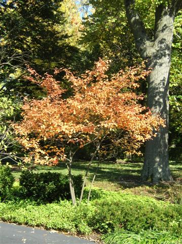 Picture of Amelanchier x grandiflora  Apple Serviceberry