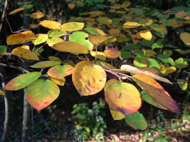 Picture of Amelanchier x grandiflora  Apple Serviceberry