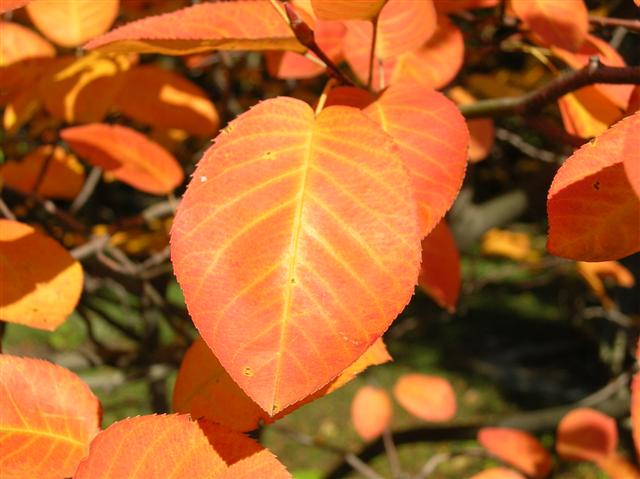 Picture of Amelanchier x grandiflora  Apple Serviceberry