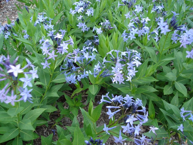 Picture of Amsonia x 'Blue Ice' Blue Ice Amsonia