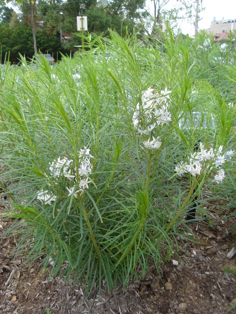 Picture of Amsonia hubrichtii  Arkansas Amsonia