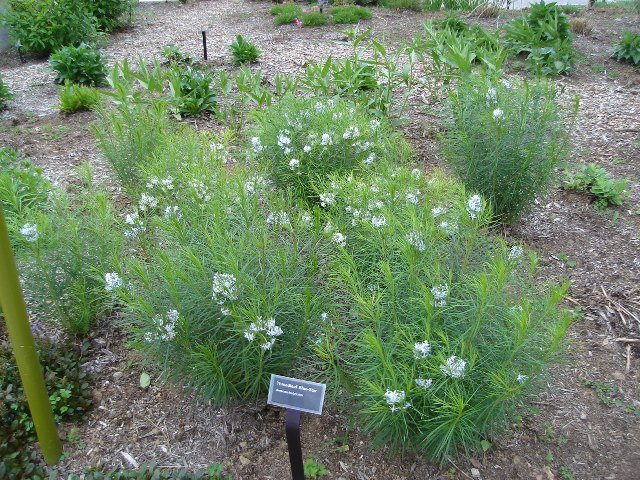 Picture of Amsonia hubrichtii  Arkansas Amsonia