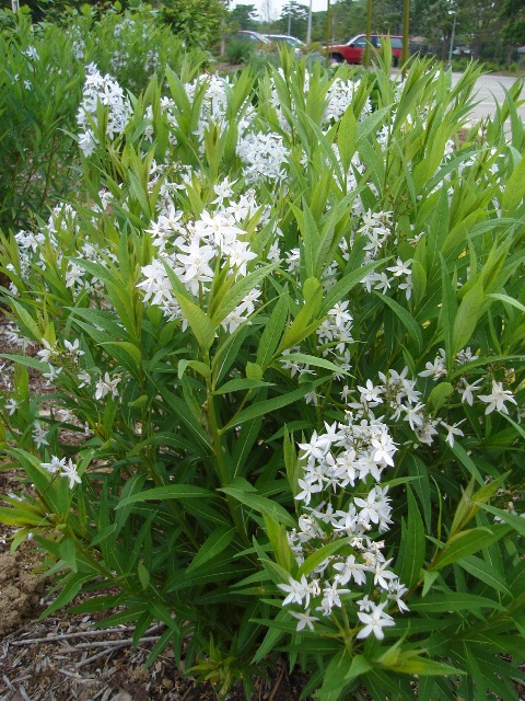 Picture of Amsonia tabernaemontana  Blue Star Amsonia