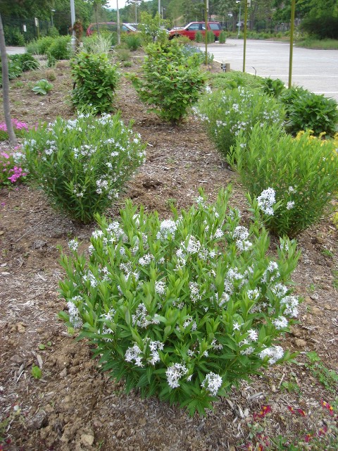 Picture of Amsonia tabernaemontana  Blue Star Amsonia