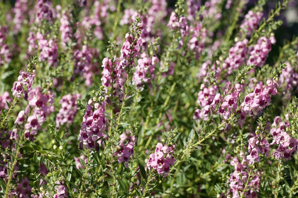 Picture of Angelonia augustifolia 'Applique Pink' Applique Pink Summer Snapdragon