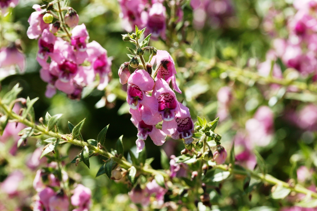 Picture of Angelonia augustifolia 'Applique Pink' Applique Pink Summer Snapdragon