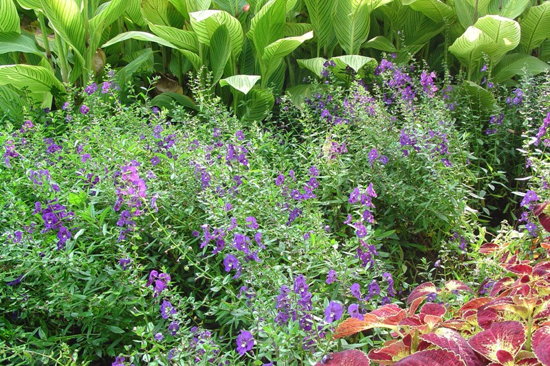 Picture of Angelonia augustifolia 'Angelface Blue' Angelface Blue Summer Snapdragon