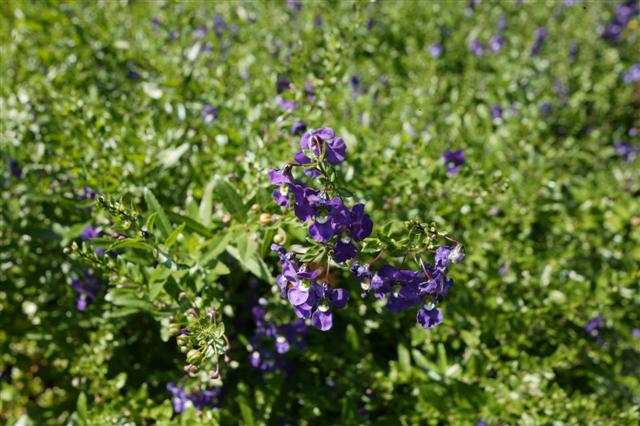 Picture of Angelonia%20angustifolia%20Angelface%C2%AE%20Blue