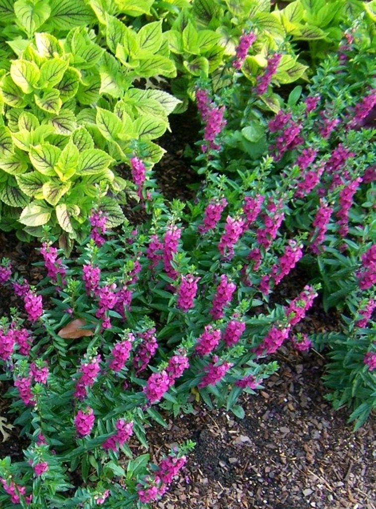 Picture of Angelonia augustifolia 'Archangel Raspberry' Archangel Raspberry Summer Snapdragon