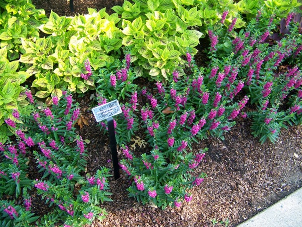 Picture of Angelonia augustifolia 'Archangel Raspberry' Archangel Raspberry Summer Snapdragon