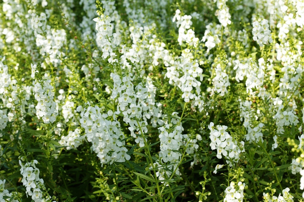 Picture of Angelonia augustifolia 'Serena White' Serena White Summer Snapdragon