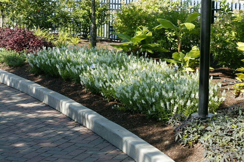 Picture of Angelonia augustifolia 'Serena White' Serena White Summer Snapdragon