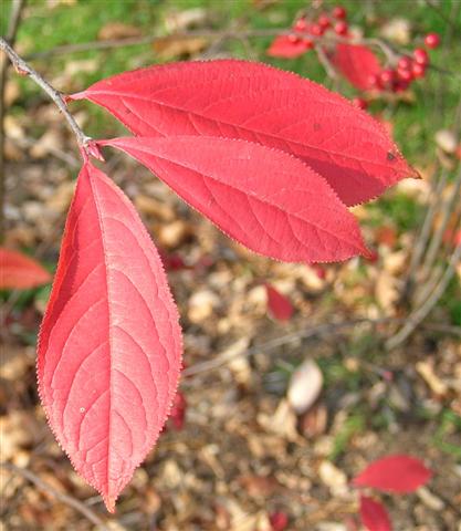 Picture of Aronia arbutifolia  Red Chokeberry