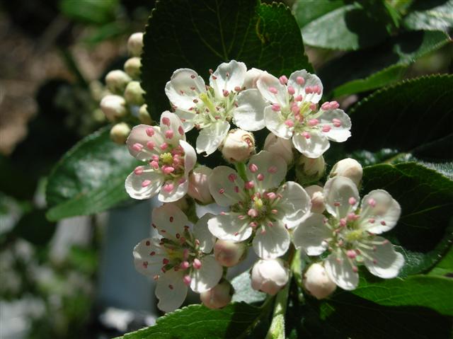 Picture of Aronia arbutifolia  Red Chokeberry