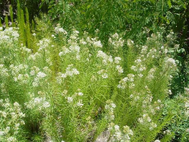 Picture of Asclepias verticillata  Whorled Milkweed