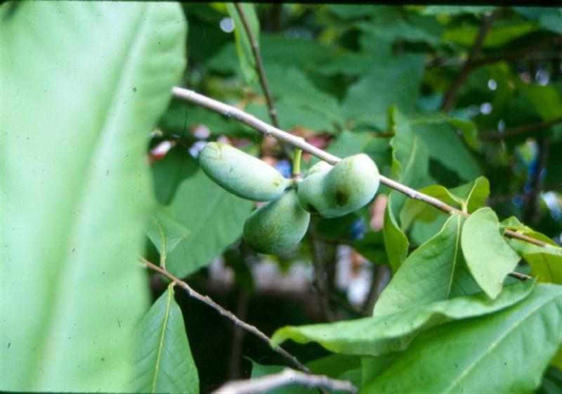 Picture of Asimina triloba  Common Pawpaw