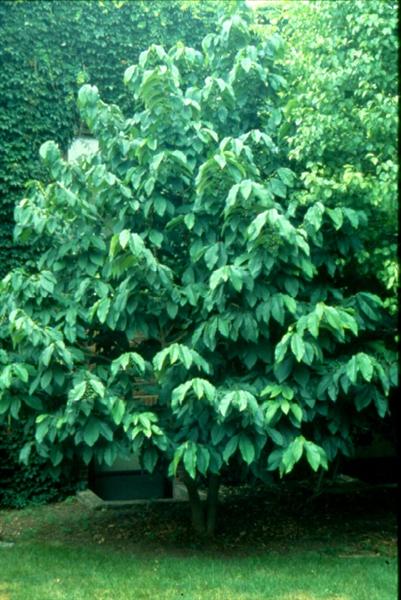 Picture of Asimina triloba  Common Pawpaw