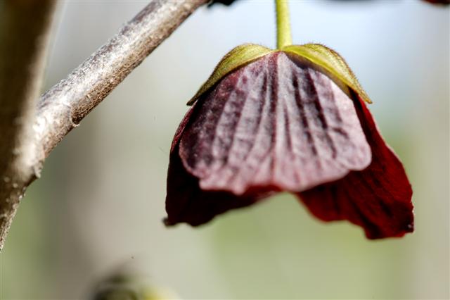 Picture of Asimina triloba  Common Pawpaw