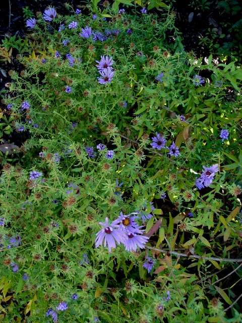 Picture of Aster oblongifolius 'October Skies' October Skies Aster