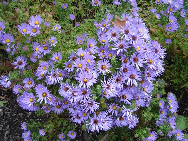 Picture of Aster oblongifolius 'Raydon's Favorite' Raydon's Favorite Aster