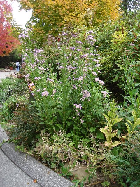 Picture of Aster tataricus 'Jindai' Jindai Tatarian Daisy