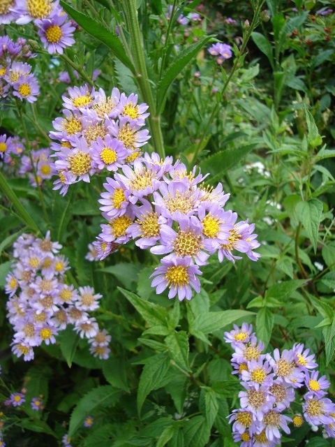 Picture of Aster tataricus 'Jindai' Jindai Tatarian Daisy