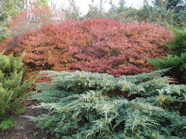 Picture of Rhododendron Gable Hybrids 'Karen' Gable Hybrid Azaleas