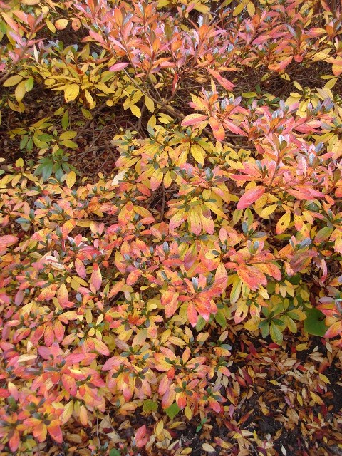 Picture of Rhododendron Gable Hybrids 'Karen' Gable Hybrid Azaleas