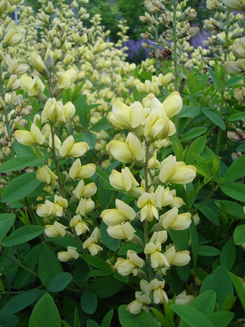 Picture of Baptisia x 'Carolina Moonlight' Carolina Moonlight Baptisia