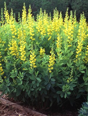 Picture of Baptisia sphaerocarpa  Yellow Wild Indigo