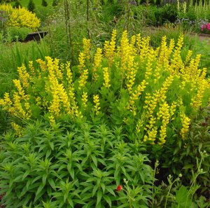 Picture of Baptisia sphaerocarpa  Yellow Wild Indigo