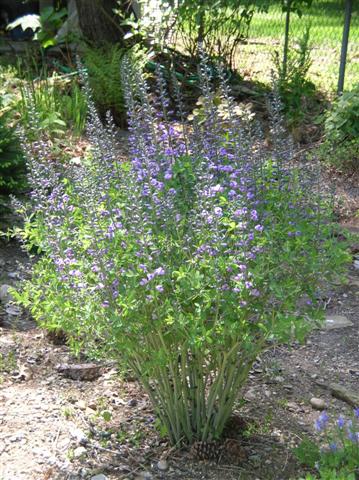 Picture of Baptisia  'Purple Smoke' Purple Smoke Baptisia or Purple Smoke Wild Indigo