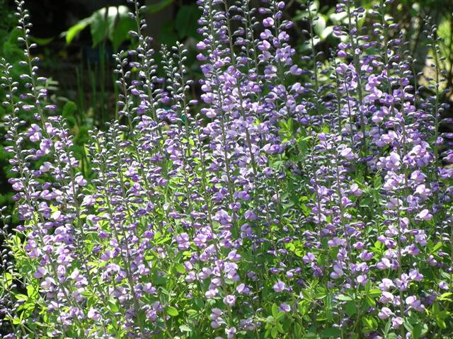 Picture of Baptisia  'Purple Smoke' Purple Smoke Baptisia or Purple Smoke Wild Indigo