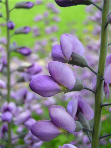 Picture of Baptisia  'Purple Smoke' Purple Smoke Baptisia or Purple Smoke Wild Indigo