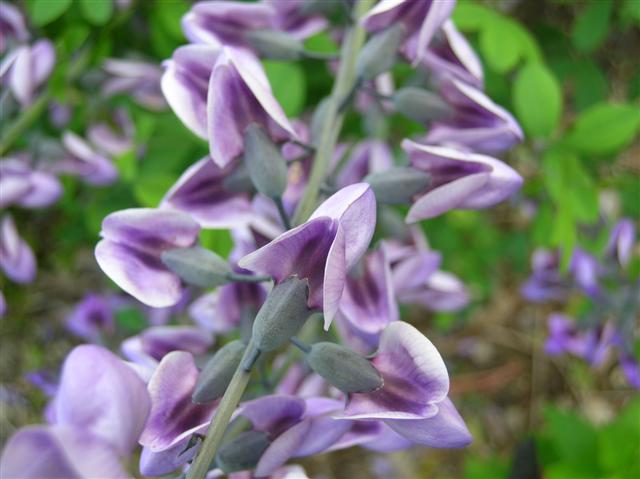 Picture of Baptisia  'Purple Smoke' Purple Smoke Baptisia or Purple Smoke Wild Indigo