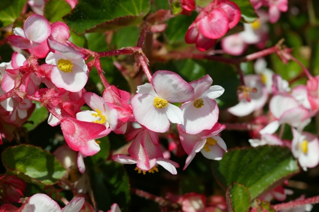 Picture of Begonia x benariensis 'Braveheart' Braveheart Begonia