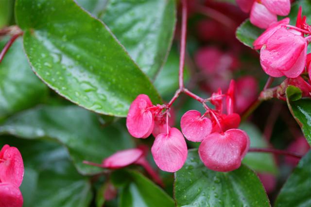 Picture of Begonia hybrida Dragon Wing Pink