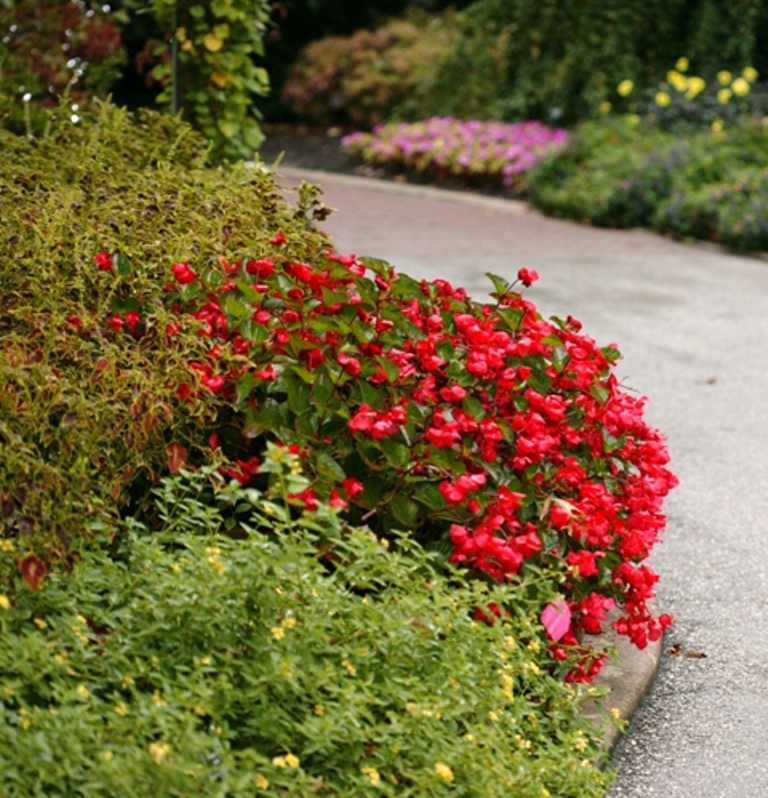 Picture of Begonia%20x%20benariensis%20'Whopper%20Red%20with%20Green%20Leaf'%20Whopper%20Red%20with%20Green%20Leaf%20Begonia