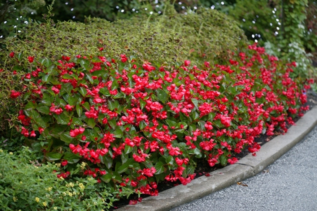 Picture of Begonia x benariensis 'Whopper Red with Green Leaf' Whopper Red with Green Leaf Begonia