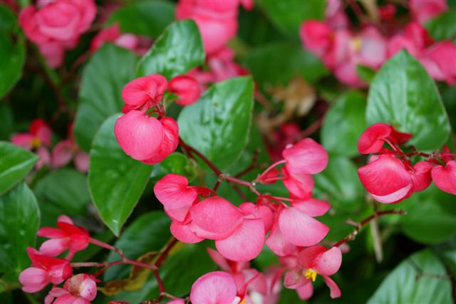 Picture of Begonia benariensis Whopper Rose with Green Leaf