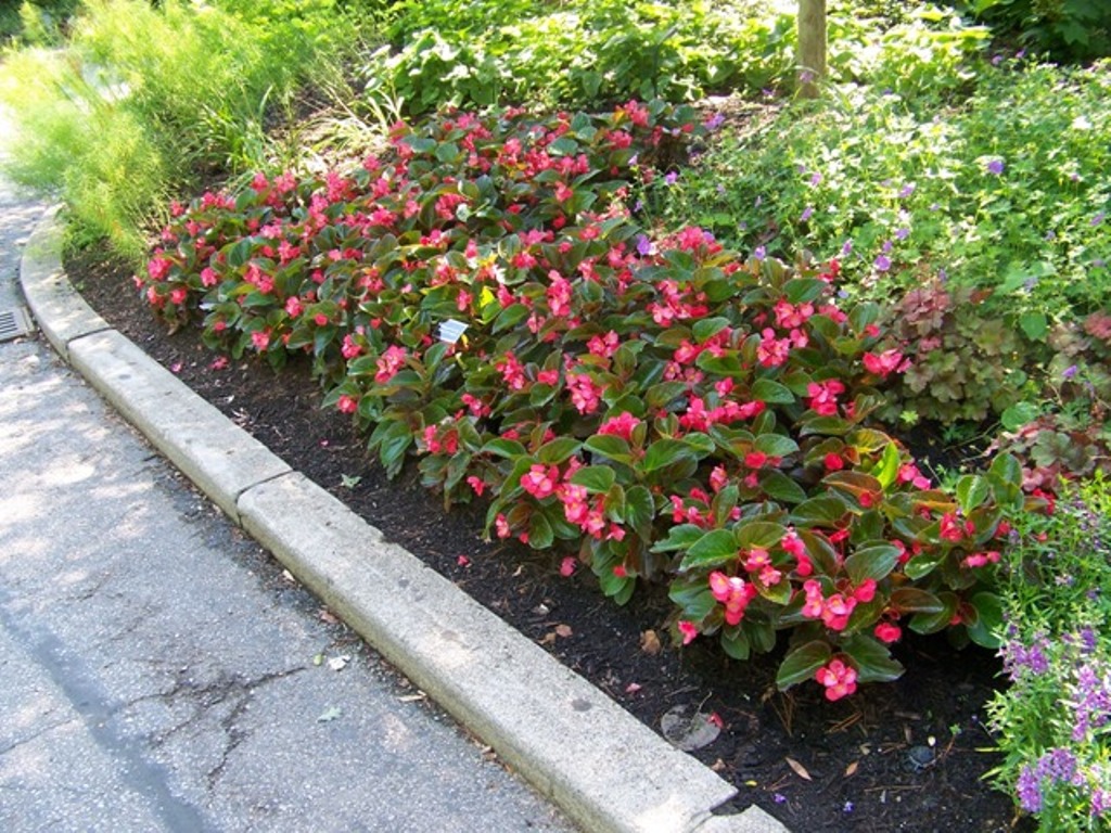 Picture of Begonia x benariensis 'Whopper Rose with Bronze Leaf' Whopper Rose with Bronze Leaf Begonia