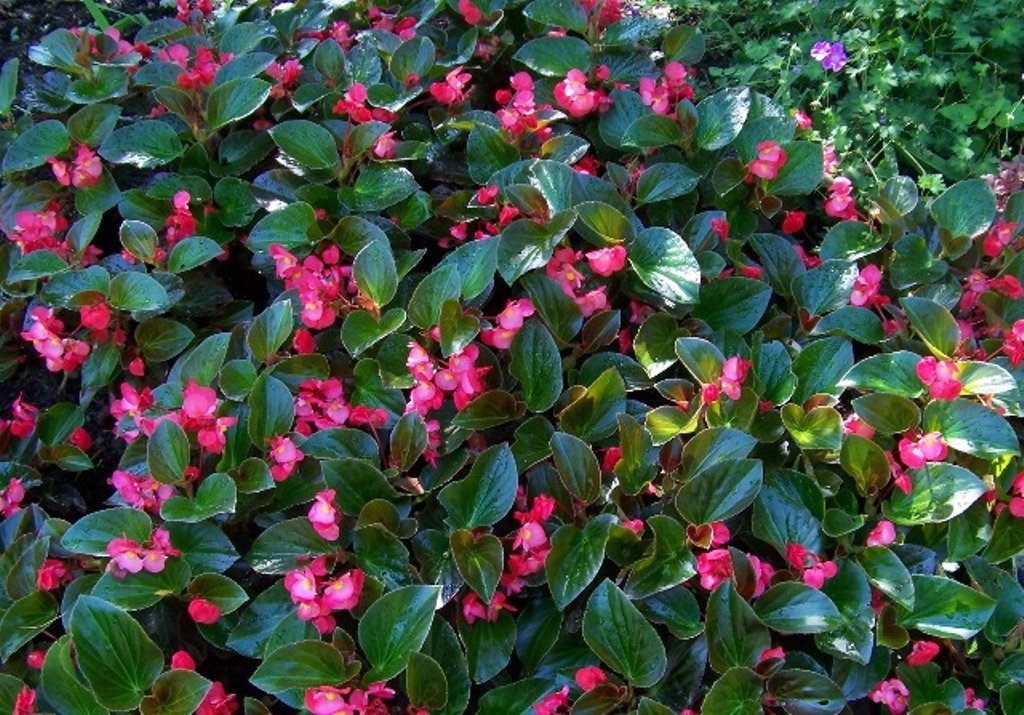 Picture of Begonia x benariensis 'Whopper Rose with Bronze Leaf' Whopper Rose with Bronze Leaf Begonia