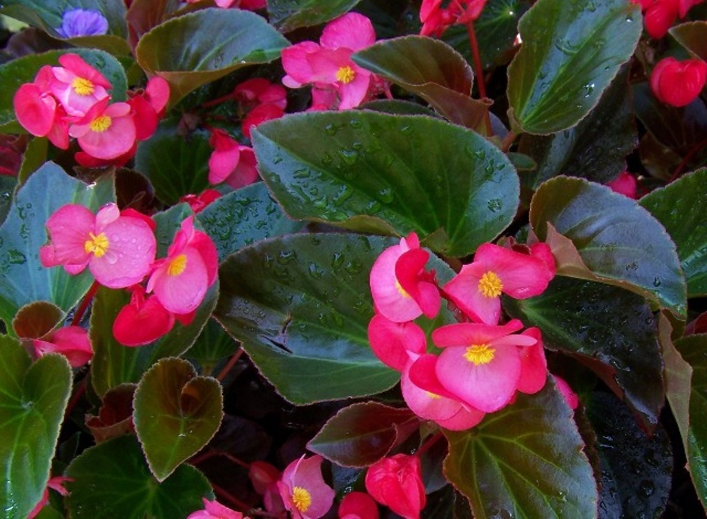 Picture of Begonia x benariensis 'Whopper Rose with Bronze Leaf' Whopper Rose with Bronze Leaf Begonia