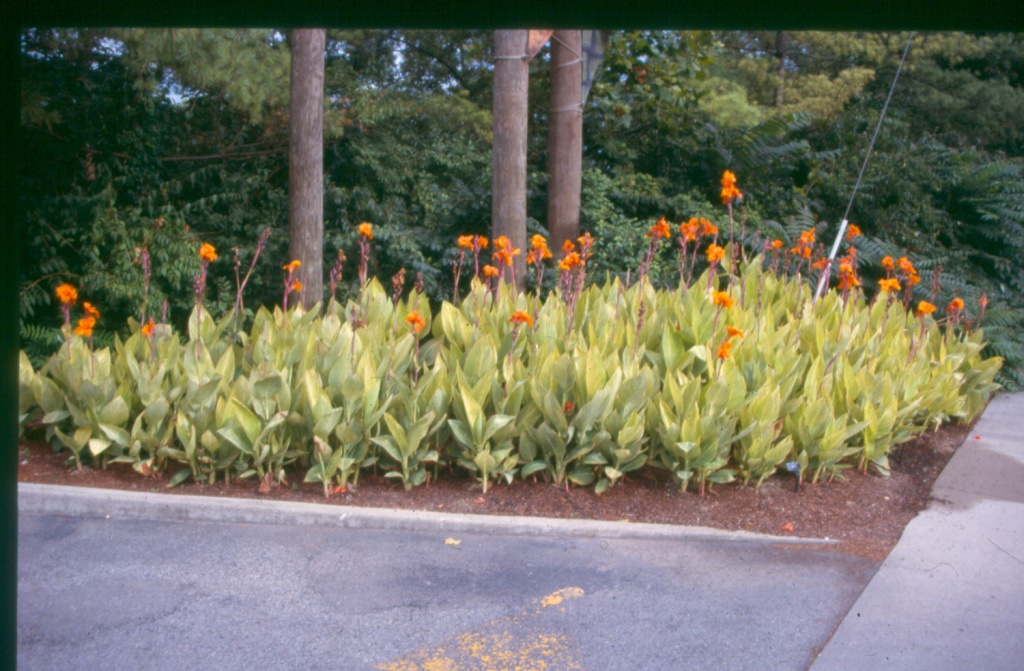 Picture of Canna x generalis 'Bengal TIger' Bengal Tiger Canna